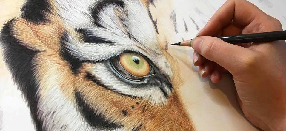 tiger with coloured pencils by artist Katie Packer Paper Story