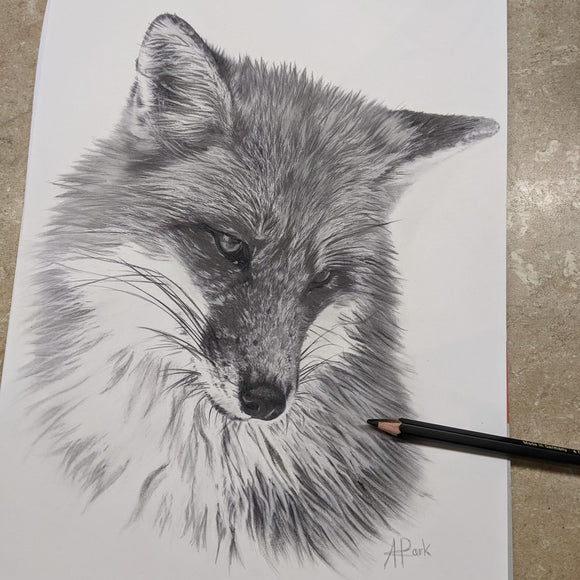 Matt graphite drawing by Angela Park Pitt