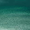 Winsor and Newton Professional Watercolour Paint - Cobalt Green Deep