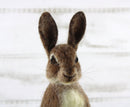 World of Wool Needle Felting Kit - Romeo Rabbit / Hare