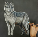 PaperStory PanPastel Set : Animal Art with Lisa Ann Watkins Pan Pastel 