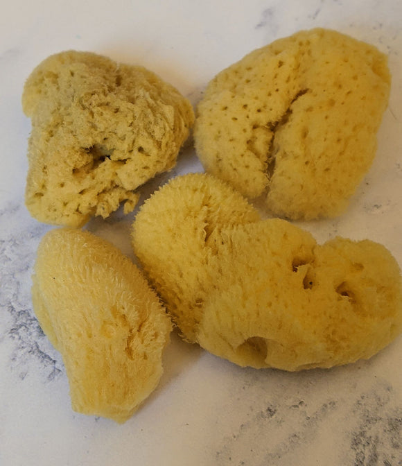Artists Natural Sea Sponge