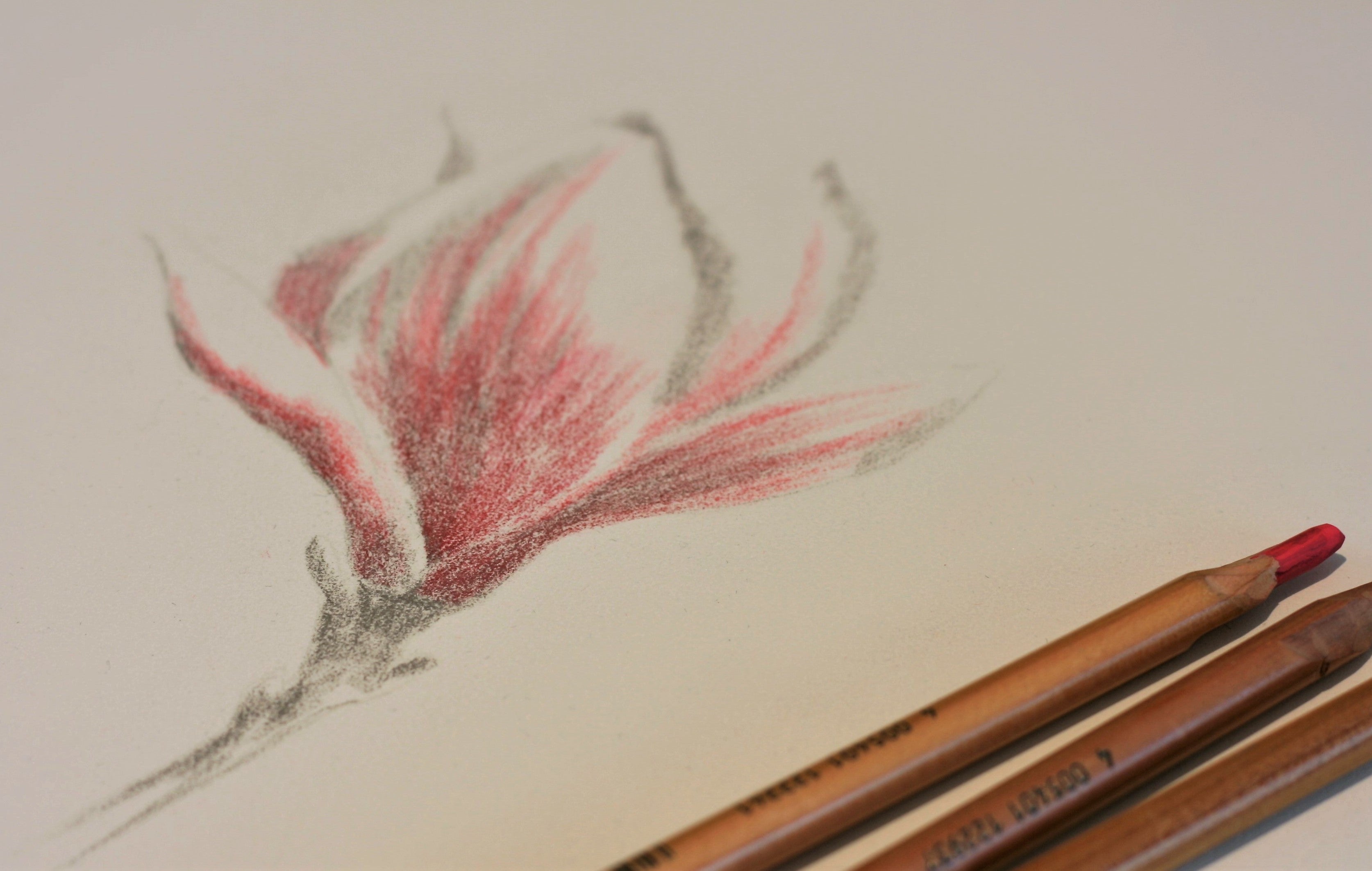 Artist Pencils to accompany Emily Rose Free Flower Magnolia tutorial - 0