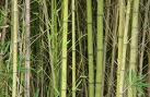 Shiro Favini Tree Free paper 120 gsm Bamboo & Cotton mix Natural Colour