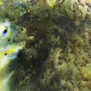 PaperArtsy Infusions dye colour crystals creative paints-19