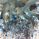 PaperArtsy Infusions dye colour crystals creative paints-18